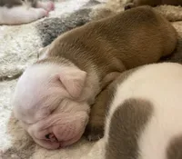 🎸ELVIS🎸, a male English Bulldog for sale in Grovespring, MO – 2 of 3
