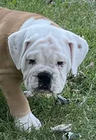 🐾Rocko🐾, a male English Bulldog for sale in Grovespring, MO – 4 of 7