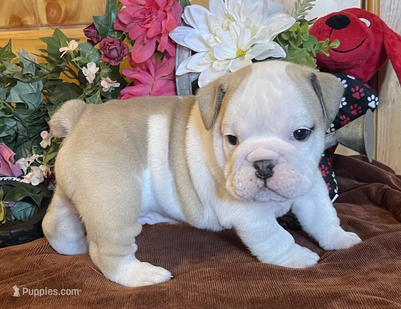 🐾ELMER🐾 – English Bulldog puppy for sale in Grovespring, MO