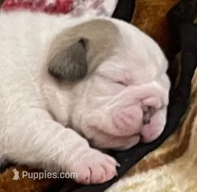 🐾DUECE🐾 – English Bulldog puppy for sale in Grovespring, MO