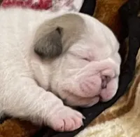 🐾ELMER🐾, a male English Bulldog for sale in Grovespring, MO – 8 of 8