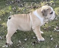 🤠COWBOY 🤠, a male English Bulldog for sale in Grovespring, MO – 9 of 10