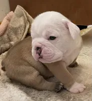 🐾 MAVERICK🐾, a male English Bulldog for sale in Grovespring, MO – 2 of 2