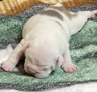 🐾MAXWELL🐾, a male English Bulldog for sale in Grovespring, MO – 2 of 4