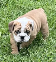 🐾ROLO🐾, a male English Bulldog for sale in Grovespring, MO – 7 of 9