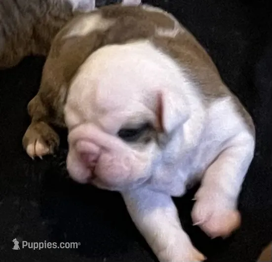 🐾Chopz🐾 – English Bulldog puppy for sale in Grovespring, MO