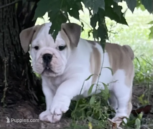 🐾Elmer🐾 – English Bulldog puppy for sale in Grovespring, MO