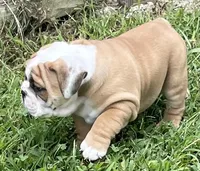 🐾ROLO🐾, a male English Bulldog for sale in Grovespring, MO – 3 of 9