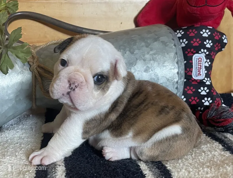 🐾Chopz🐾 – English Bulldog puppy for sale in Grovespring, MO