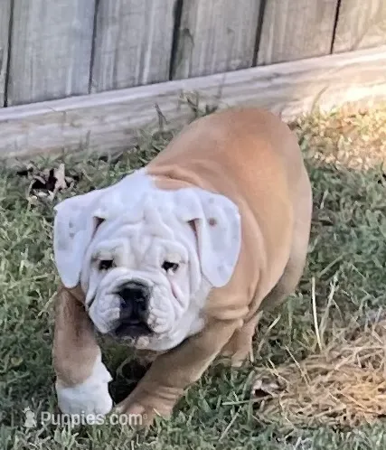 🐾Rocko🐾 – English Bulldog puppy for sale in Grovespring, MO