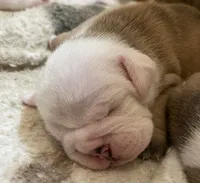 🎸ELVIS🎸, a male English Bulldog for sale in Grovespring, MO – 3 of 3