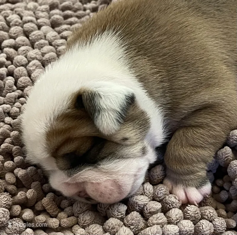 🐾ROLO🐾 – English Bulldog puppy for sale in Grovespring, MO