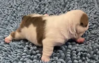 🎸OZZY🎸, a male English Bulldog for sale in Grovespring, MO – 3 of 3
