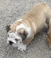 🤠 Cowboy 🤠, a male English Bulldog for sale in Grovespring, MO – 2 of 2