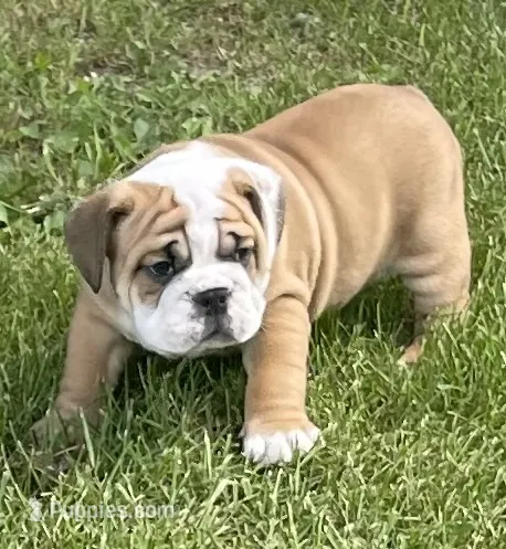 🐾ROLO🐾 – English Bulldog puppy for sale in Grovespring, MO