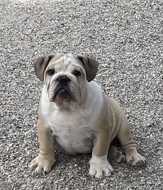🤠COWBOY 🤠, a male English Bulldog for sale in Grovespring, MO – 1 of 10