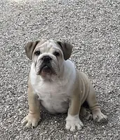 🤠COWBOY 🤠, a male English Bulldog for sale in Grovespring, MO – 1 of 10
