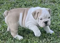 Elmer, a male English Bulldog for sale in Grovespring, MO – 3 of 7