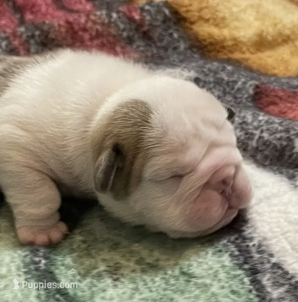 🐾DUECE🐾 – English Bulldog puppy for sale in Grovespring, MO