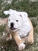 🐾Rocko🐾, a male English Bulldog for sale in Grovespring, MO – 3 of 7