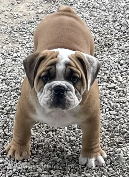 🐾ROLO🐾 – English Bulldog puppy for sale in Grovespring, MO