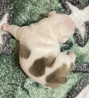 🐾MAXWELL🐾, a male English Bulldog for sale in Grovespring, MO – 3 of 4
