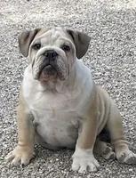🤠COWBOY 🤠, a male English Bulldog for sale in Grovespring, MO – 2 of 10
