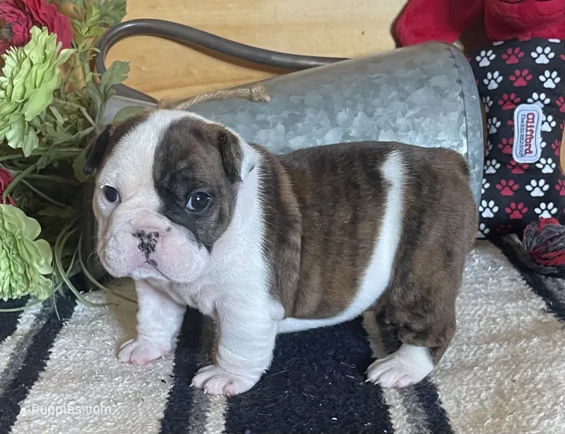 🌹Amelia Rose 🌹 – English Bulldog puppy for sale in Grovespring, MO