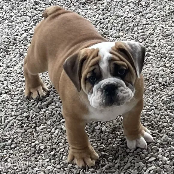 🐾ROLO🐾 – English Bulldog puppy for sale in Grovespring, MO