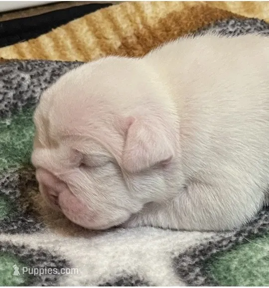 🐾MAXWELL🐾 – English Bulldog puppy for sale in Grovespring, MO
