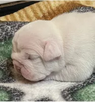 🐾MAXWELL🐾, a male English Bulldog for sale in Grovespring, MO – 1 of 4