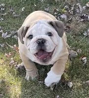🤠COWBOY 🤠, a male English Bulldog for sale in Grovespring, MO – 8 of 10