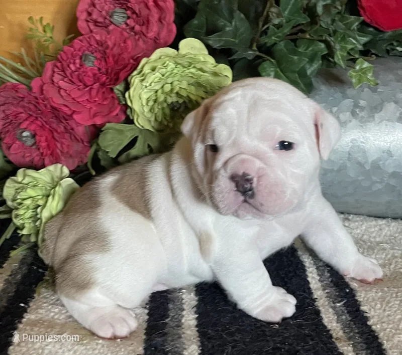 🐾MAXWELL🐾 – English Bulldog puppy for sale in Grovespring, MO