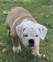 🐾Rocko🐾, a male English Bulldog for sale in Grovespring, MO – 7 of 7