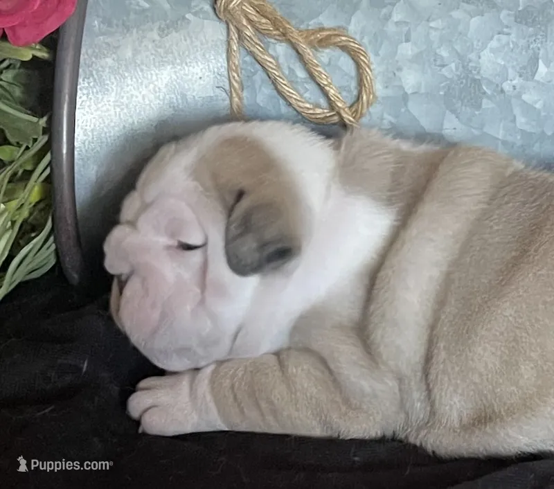 🐾WONTON🐾 – English Bulldog puppy for sale in Grovespring, MO