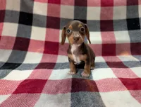 Mittens, a female Miniature Dachshund for sale in Deltona, FL – 6 of 7