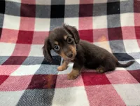 Zoey, a female Miniature Dachshund for sale in Deltona, FL – 7 of 7