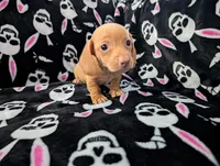 Jerry, a male Miniature Dachshund for sale in Deltona, FL – 3 of 6