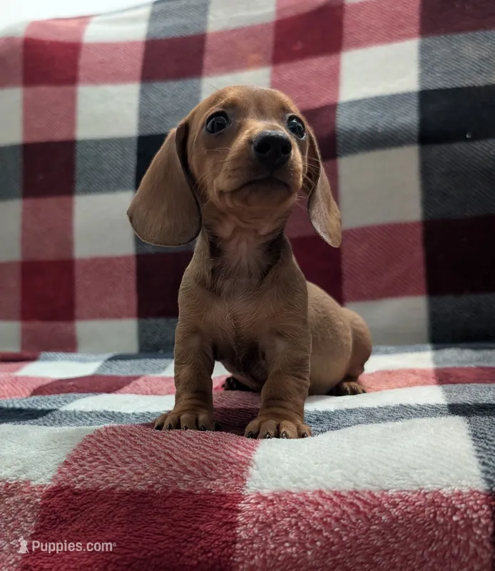 Maya – Miniature Dachshund puppy for sale in Deltona, FL
