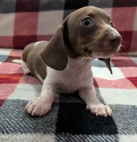 Muffin, a female Miniature Dachshund for sale in Deltona, FL – 6 of 6