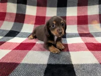 Zoey, a female Miniature Dachshund for sale in Deltona, FL – 6 of 7