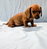 Charlie , a male Miniature Dachshund for sale in Deltona, FL – Photo 6 of 10