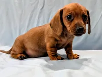 Charlie , a male Miniature Dachshund for sale in Deltona, FL – Photo 7 of 10