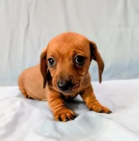 Charlie , a male Miniature Dachshund for sale in Deltona, FL – Photo 1 of 10