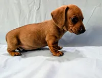 Charlie , a male Miniature Dachshund for sale in Deltona, FL – Photo 9 of 10