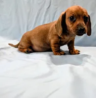 Charlie , a male Miniature Dachshund for sale in Deltona, FL – Photo 5 of 10