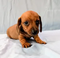 Charlie , a male Miniature Dachshund for sale in Deltona, FL – Photo 3 of 10