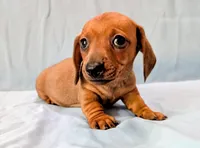 Charlie , a male Miniature Dachshund for sale in Deltona, FL – Photo 2 of 10