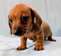 Charlie , a male Miniature Dachshund for sale in Deltona, FL – Photo 4 of 10