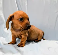Charlie , a male Miniature Dachshund for sale in Deltona, FL – Photo 8 of 10